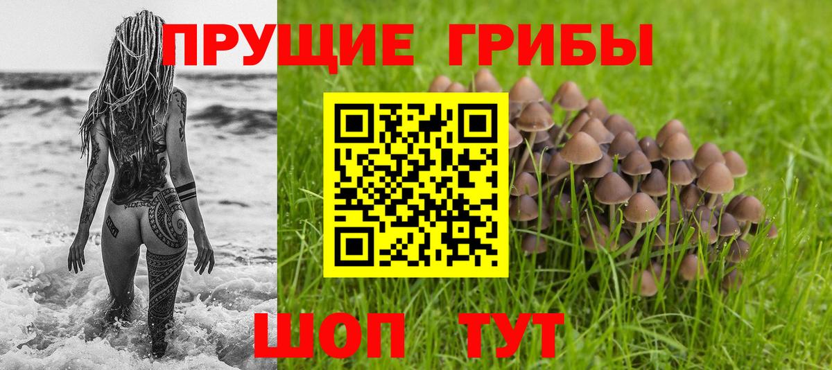 Гусиноозёрск  Псилоцибиновые грибы Psilocybine cubensis  Вход с VPN 